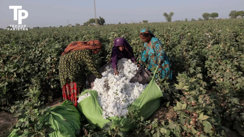 Record-breaking Cotton Production 10+ Million Bales