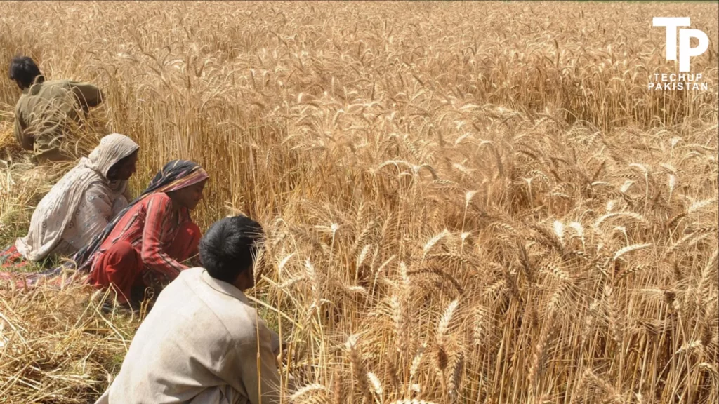 Wheat Prices Near Rs. 5000