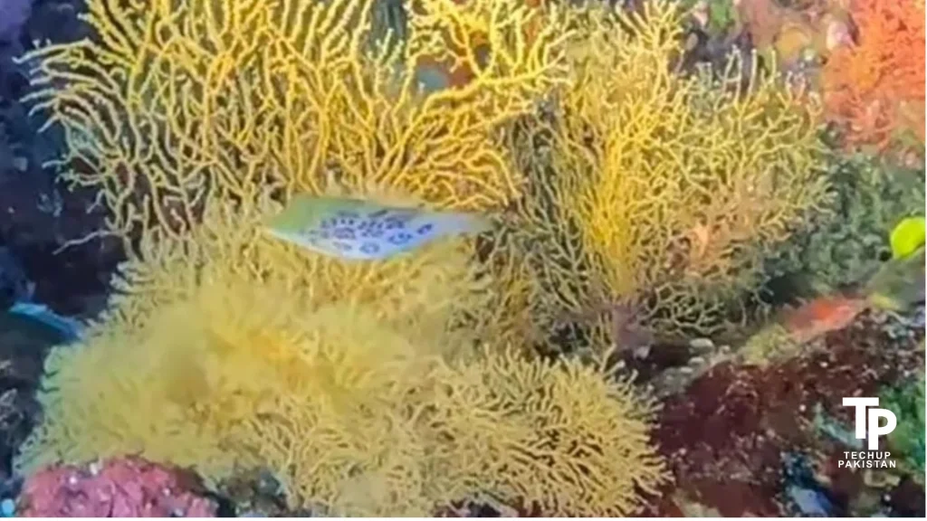 leopard toby fish spotted in australia